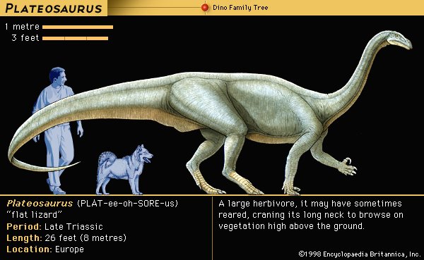 Plateosaurus